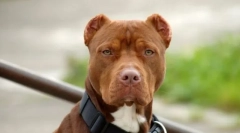 Pit bullherier